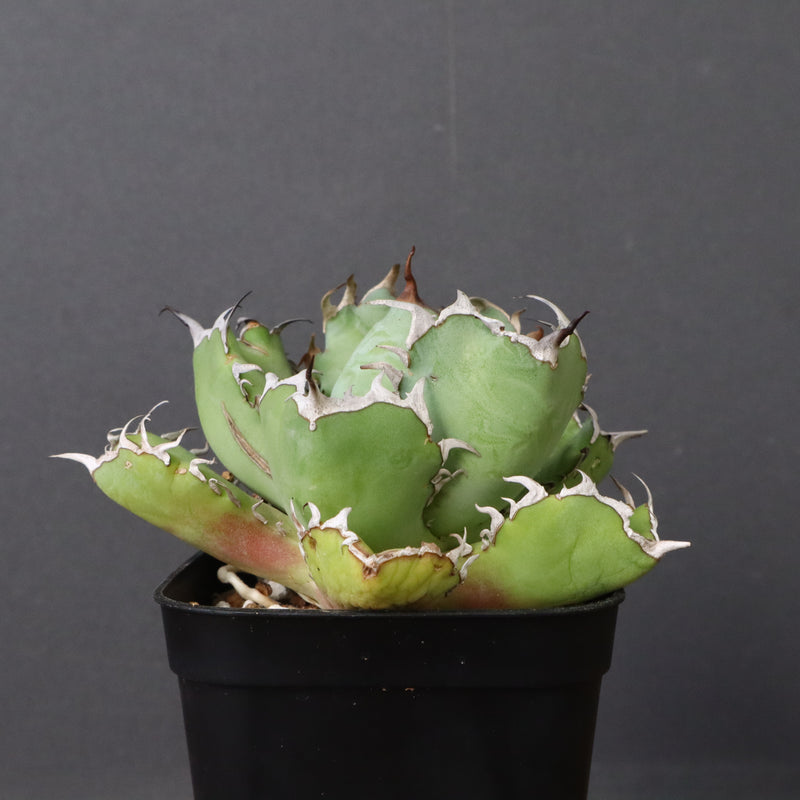 アガベ 黒鯨 EC746