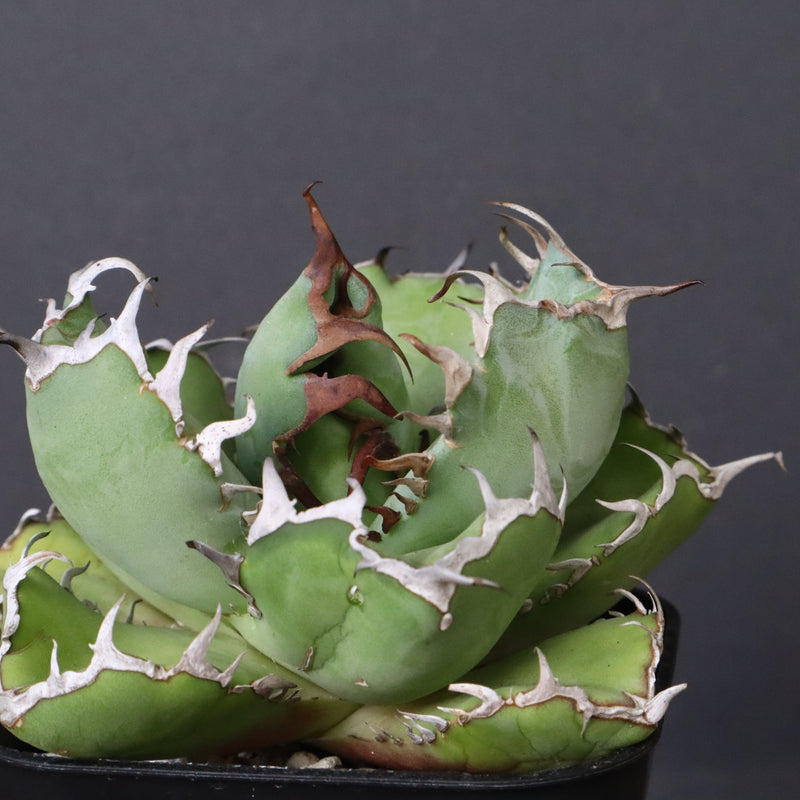 アガベ 黒鯨 EC746