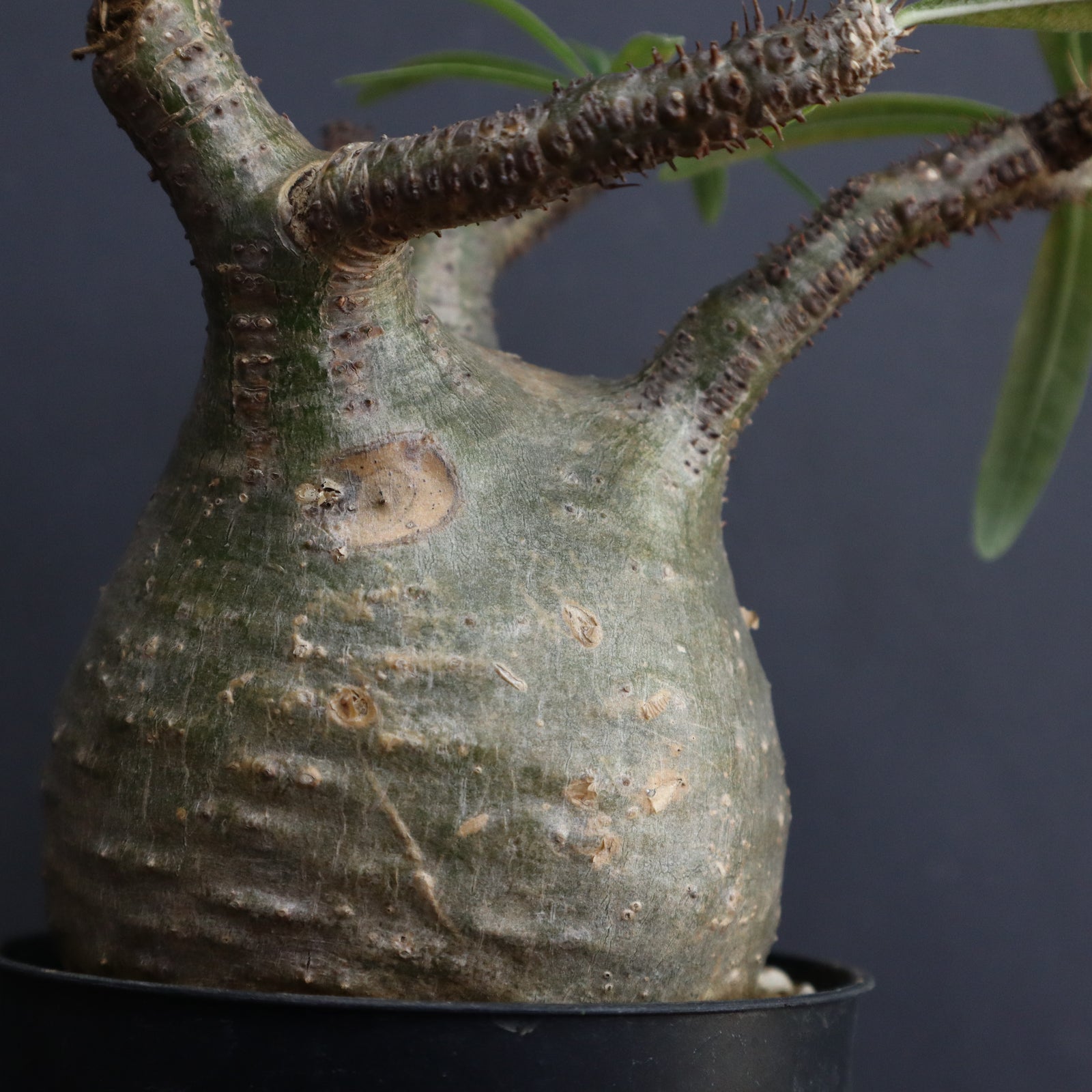 パキポディウム・グラキリス⑫ パキポディウム・グラキリス×ホロンベンセ 2.5号 - 植物と暮らす m-plant