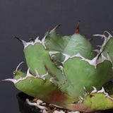 アガベ 黒鯨 EC746