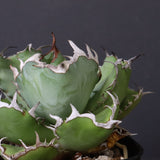 アガベ 黒鯨 EC746