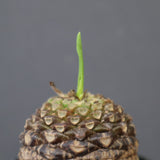 E.ブプレウリフォリア 24　※未発根株