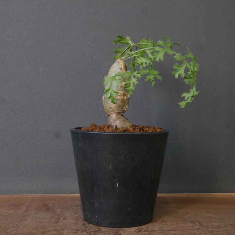 P.パルビフローラム（実生） EC1766 – TaiShoDo ONLINE SHOP