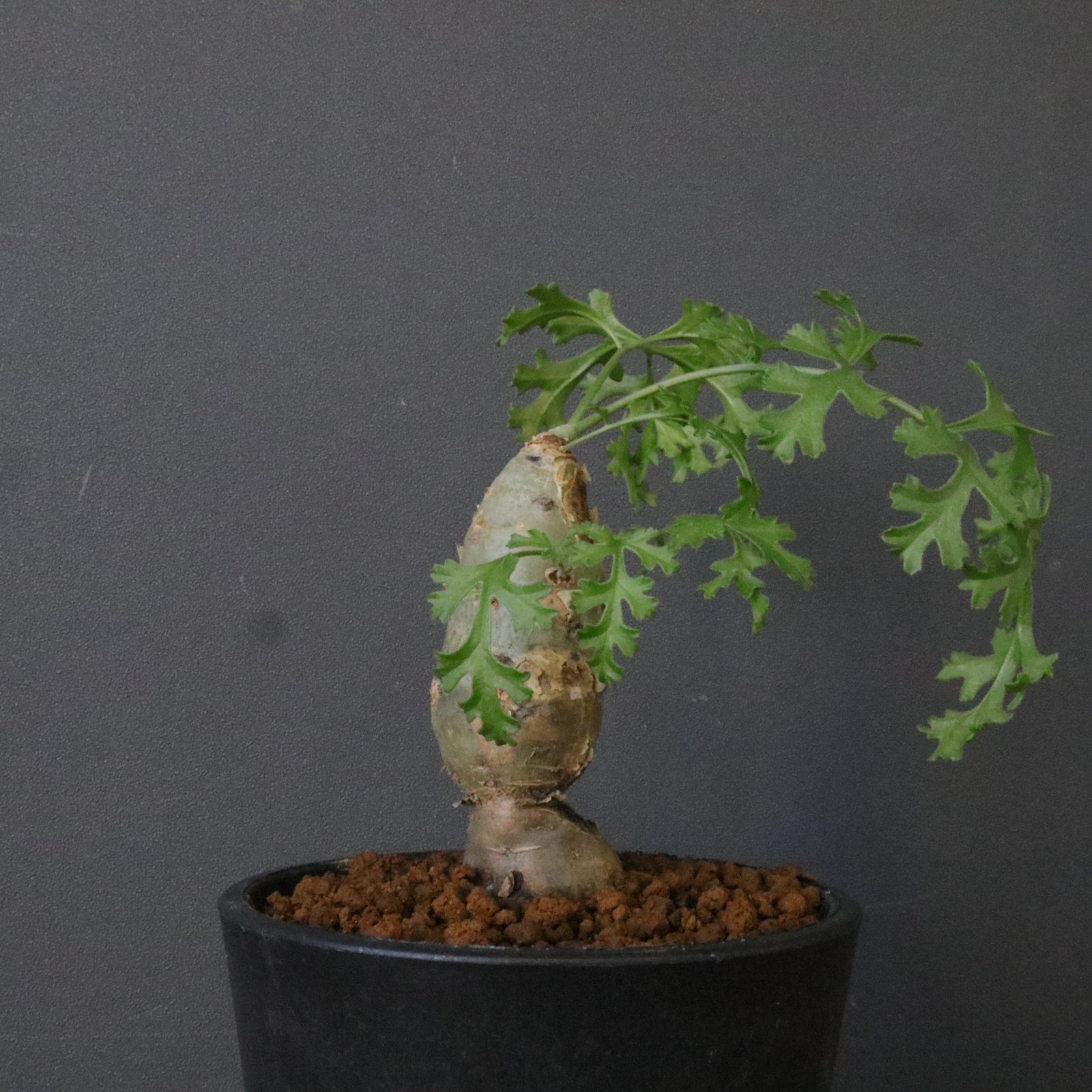 P.パルビフローラム（実生） EC1766 – TaiShoDo ONLINE SHOP