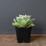 アガベ カニ EC776