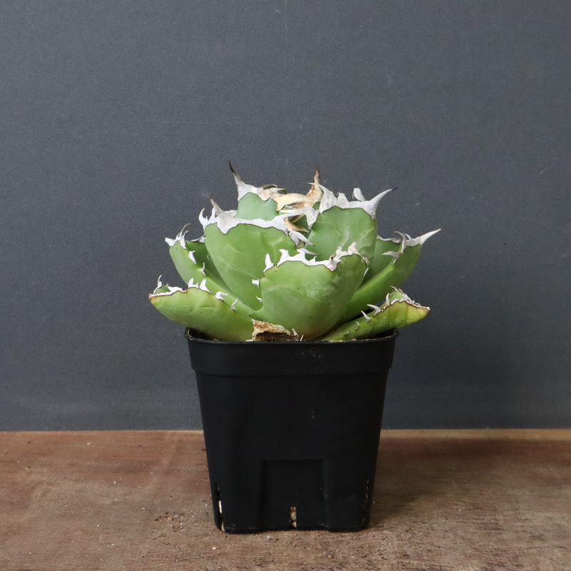 アガベ カニ EC776