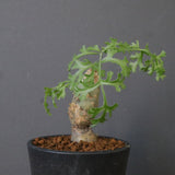 P.パルビフローラム（実生）　EC1766