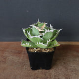 アガベ カニ EC776