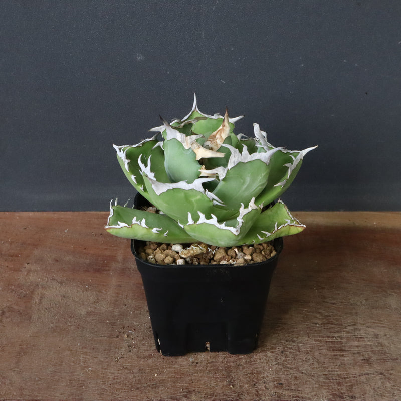 アガベ カニ EC776