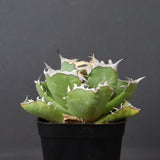 アガベ カニ EC776