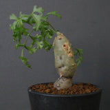 P.パルビフローラム（実生）　EC1766