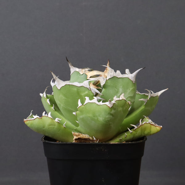 アガベ カニ EC776