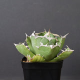 アガベ カニ EC776