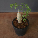 P.パルビフローラム（実生）　EC1766