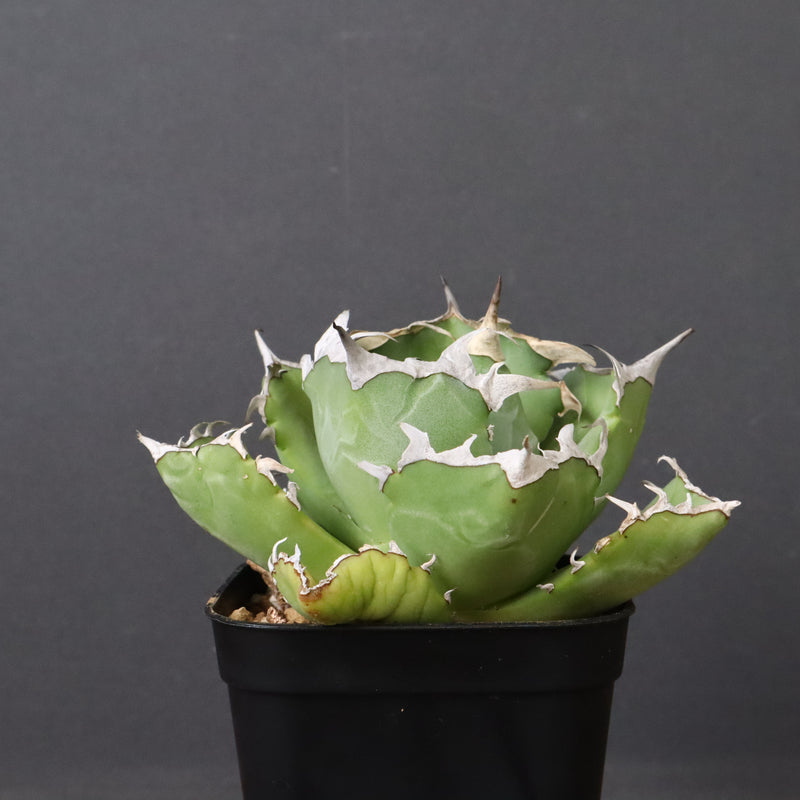 アガベ カニ EC776