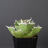 アガベ カニ EC776