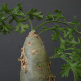 P.パルビフローラム（実生）　EC1766