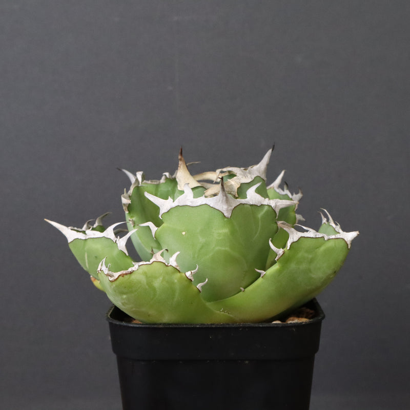 アガベ カニ EC776