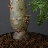 P.パルビフローラム（実生）　EC1766