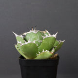 アガベ カニ EC776