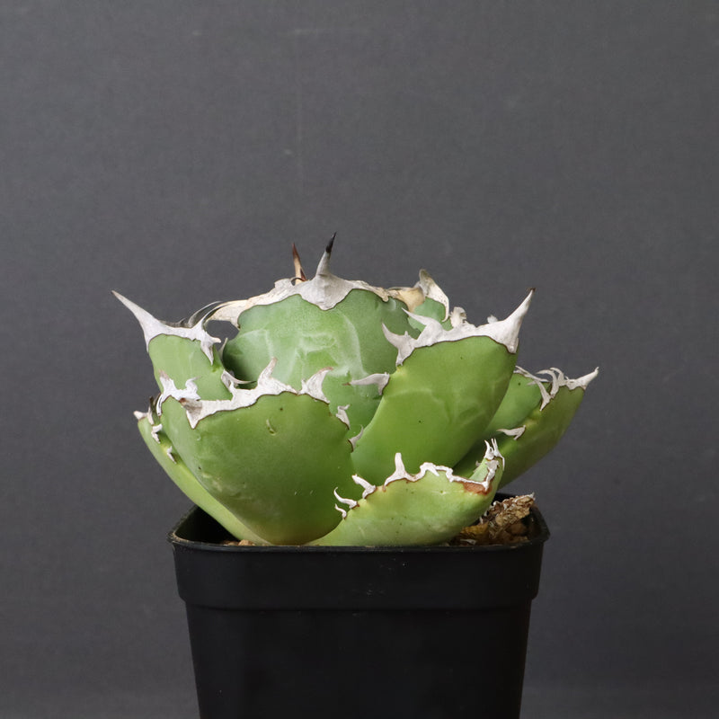 アガベ カニ EC776