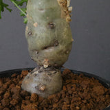 P.パルビフローラム（実生）　EC1766