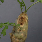 P.パルビフローラム（実生）　EC1766