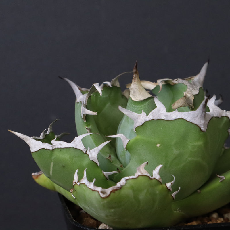 アガベ カニ EC776