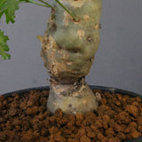 P.パルビフローラム（実生）　EC1766