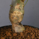 P.パルビフローラム（実生）　EC1766