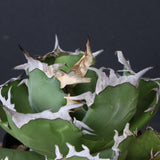 アガベ カニ EC776