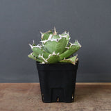 アガベ カニ EC777