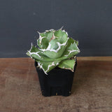 アガベ カニ EC777