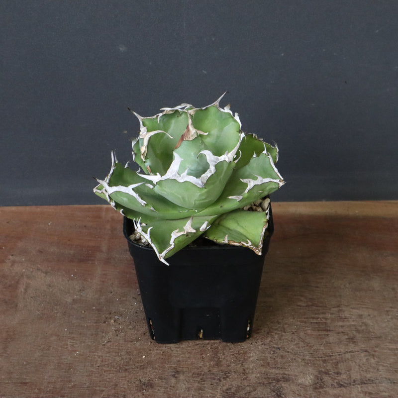 アガベ カニ EC777