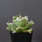 アガベ カニ EC777