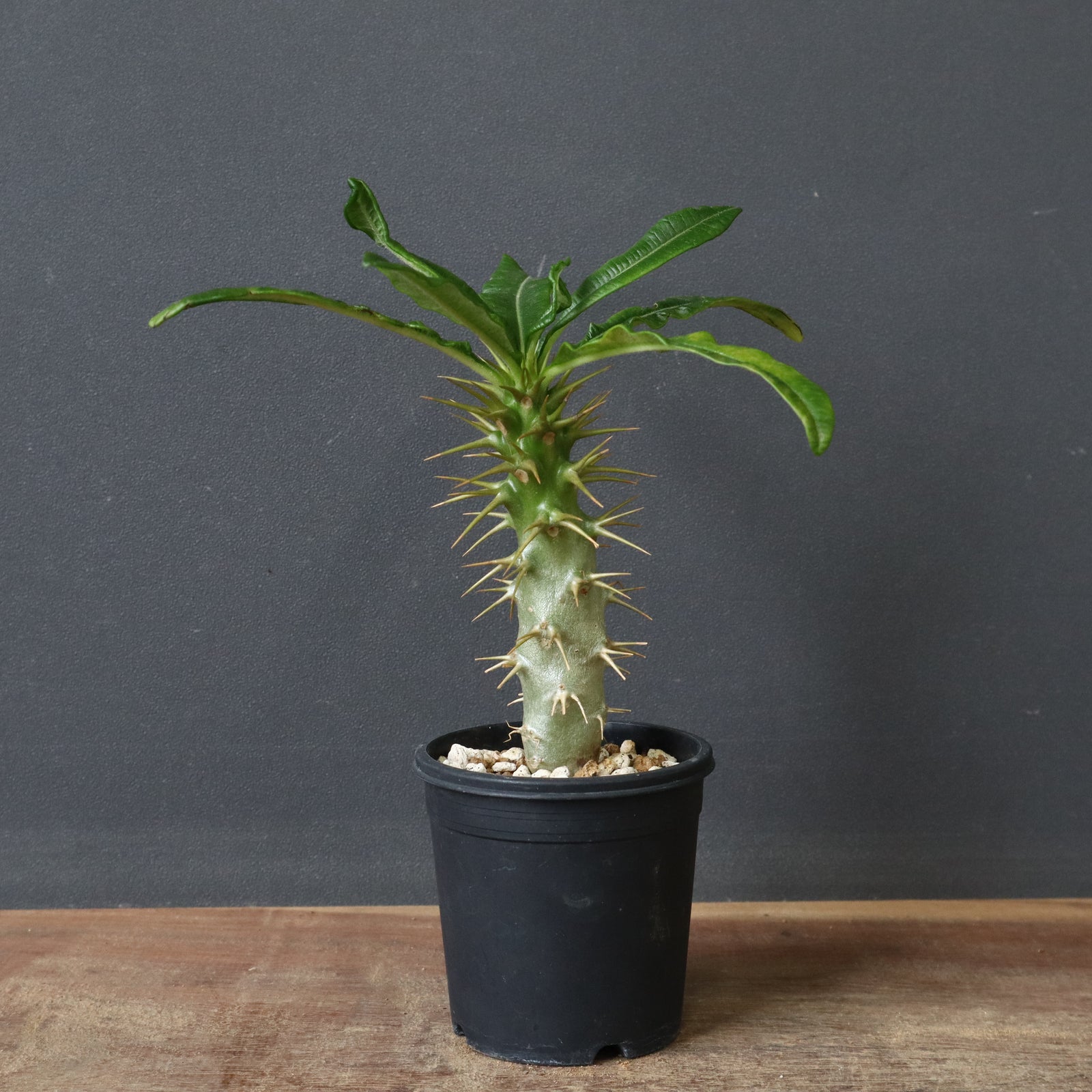 P.アンボンゲンセ（実生）47 – TaiShoDo ONLINE SHOP