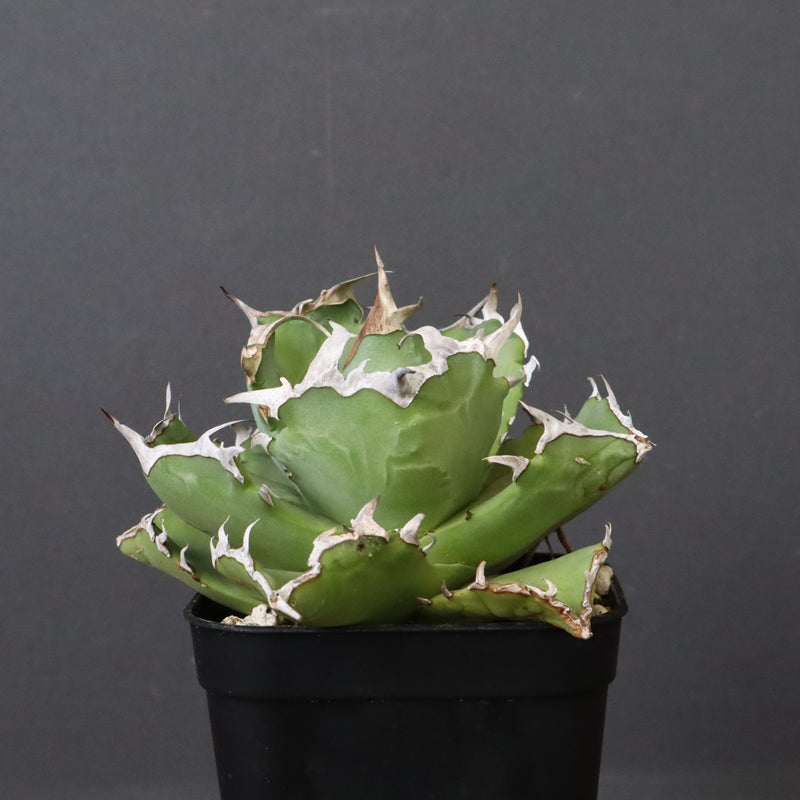 アガベ カニ EC777