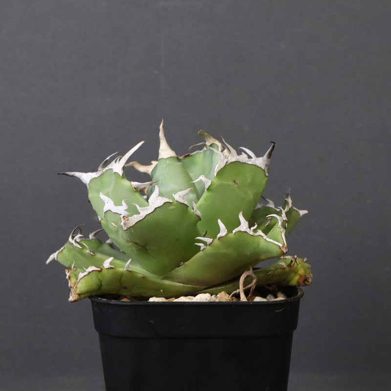 アガベ カニ EC777