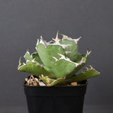 アガベ カニ EC777