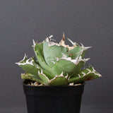 アガベ カニ EC777