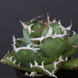 アガベ カニ EC777