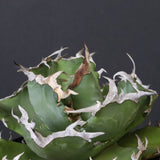 アガベ カニ EC777