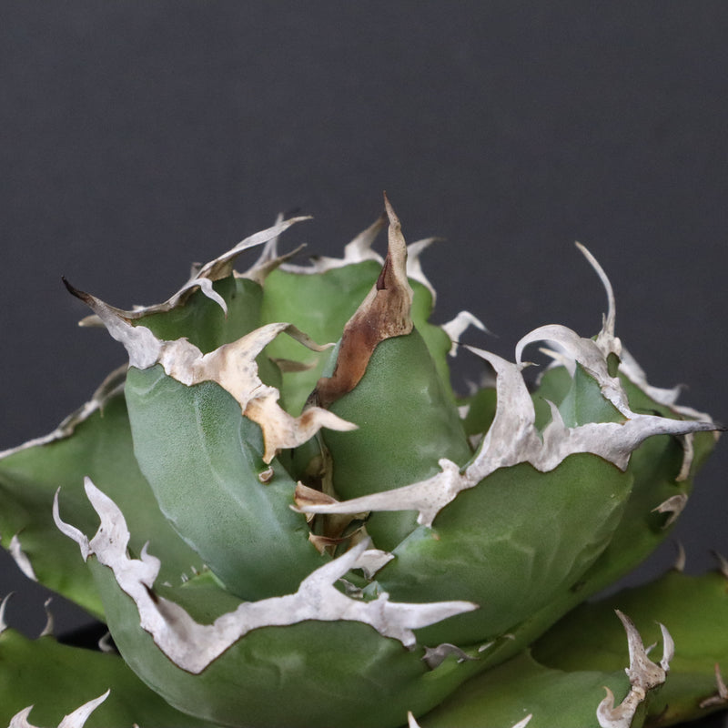 アガベ カニ EC777