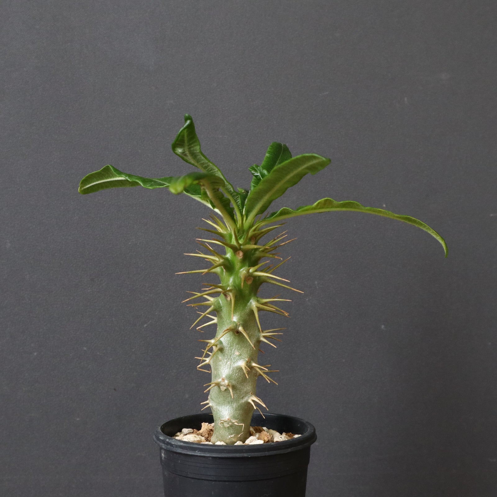 値下げ❗アンボンゲンセ　実生大株‼️ P.アンボンゲンセ（実生）47 – TaiShoDo ONLINE SHOP