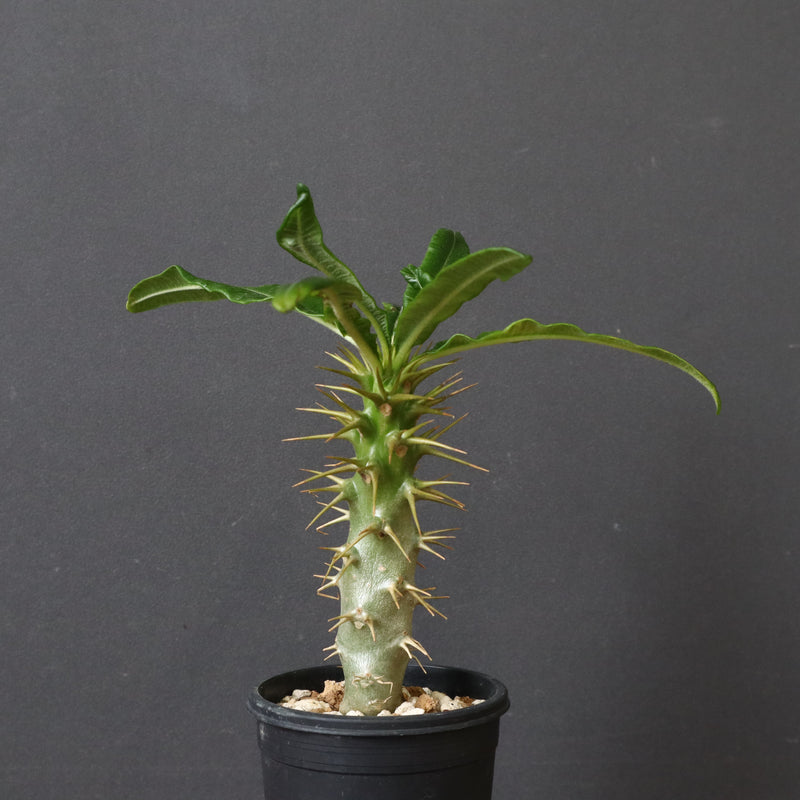 P.アンボンゲンセ（実生）47 – TaiShoDo ONLINE SHOP