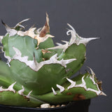 アガベ カニ EC777