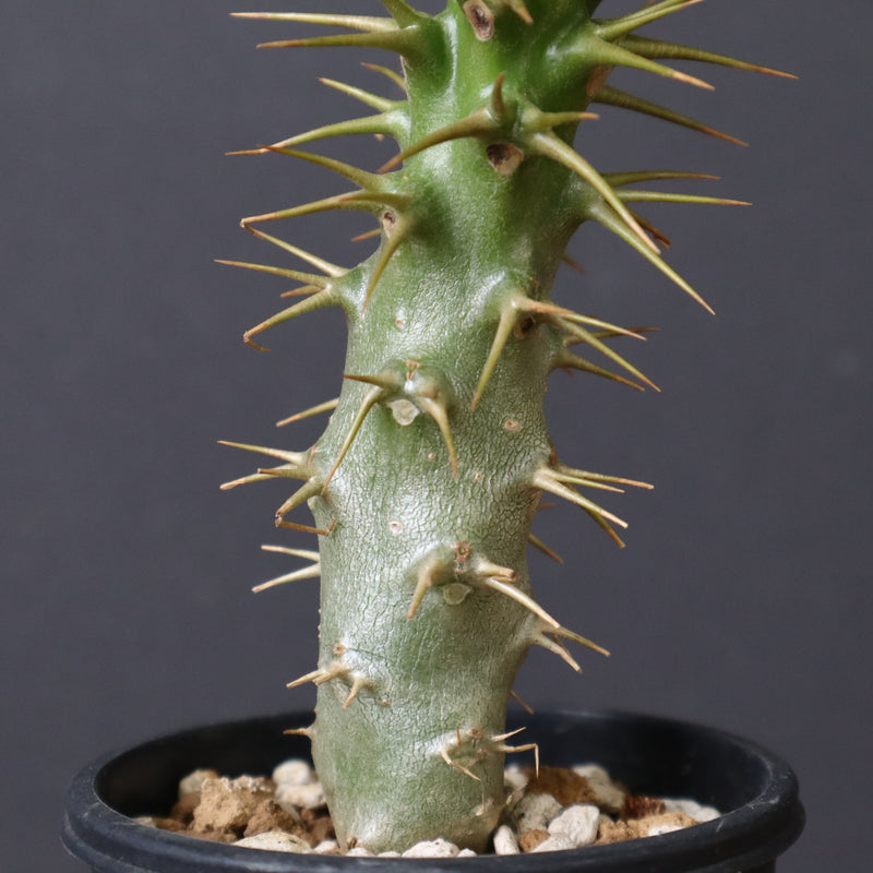 P.アンボンゲンセ（実生）47 – TaiShoDo ONLINE SHOP