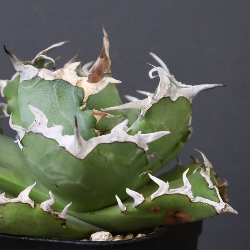 アガベ カニ EC777