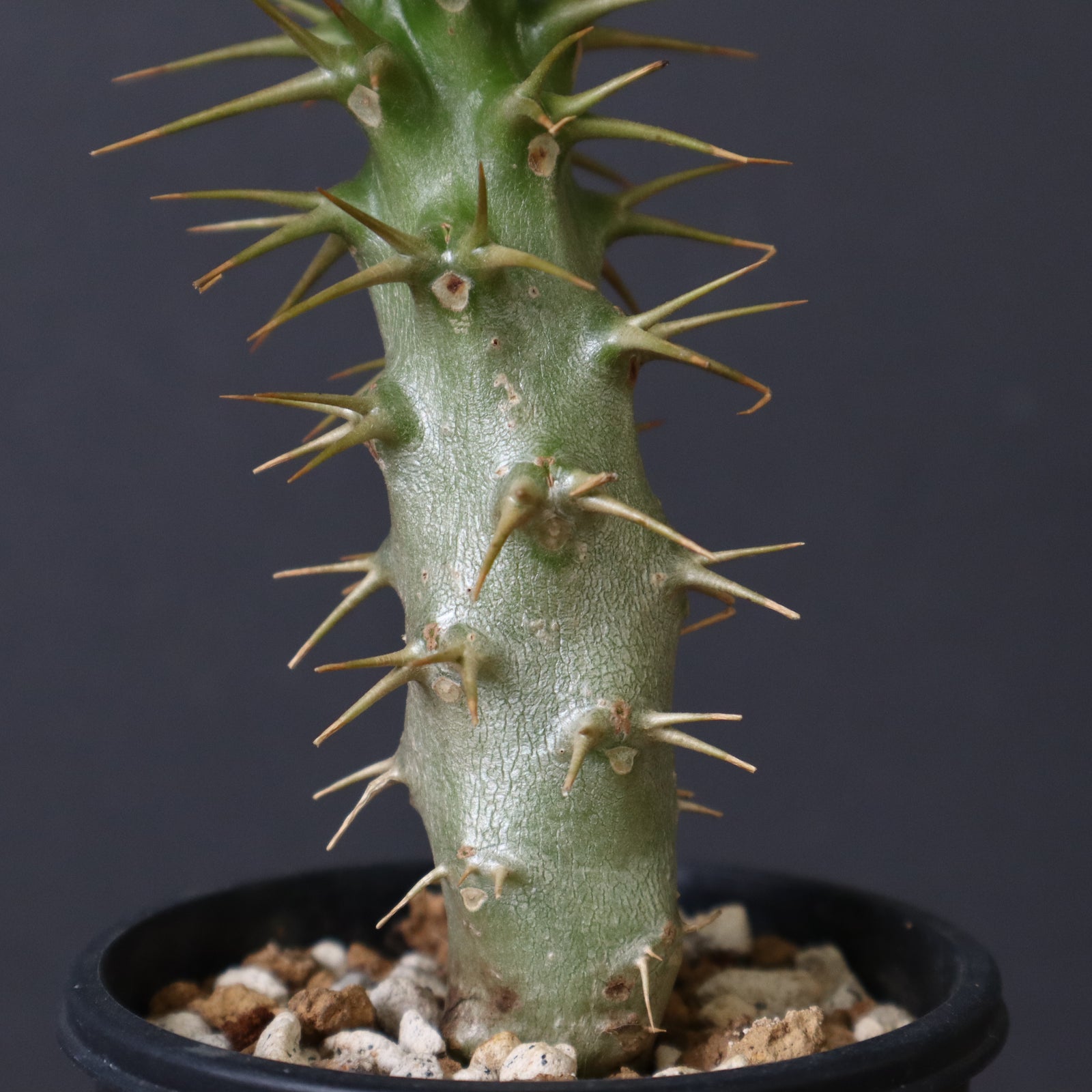 P.アンボンゲンセ（実生）47 – TaiShoDo ONLINE SHOP