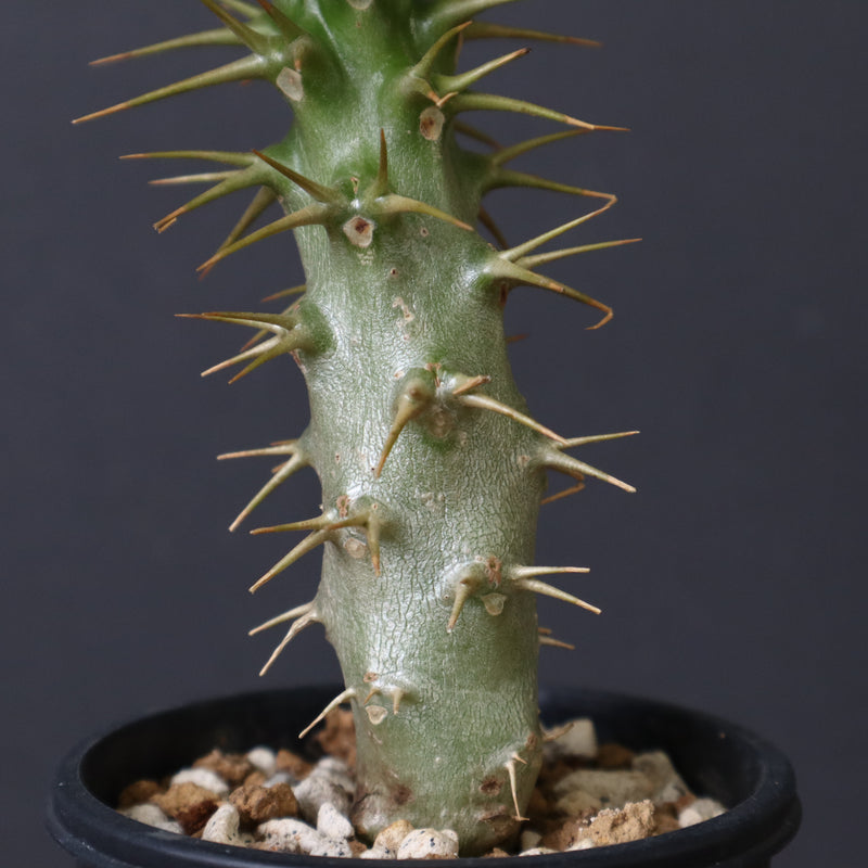 アンボンゲンセ　実生　でっぷり　良型　コレクション　超美株 アンボンゲンセ 実生 でっぷり 良型 コレクション 超美株